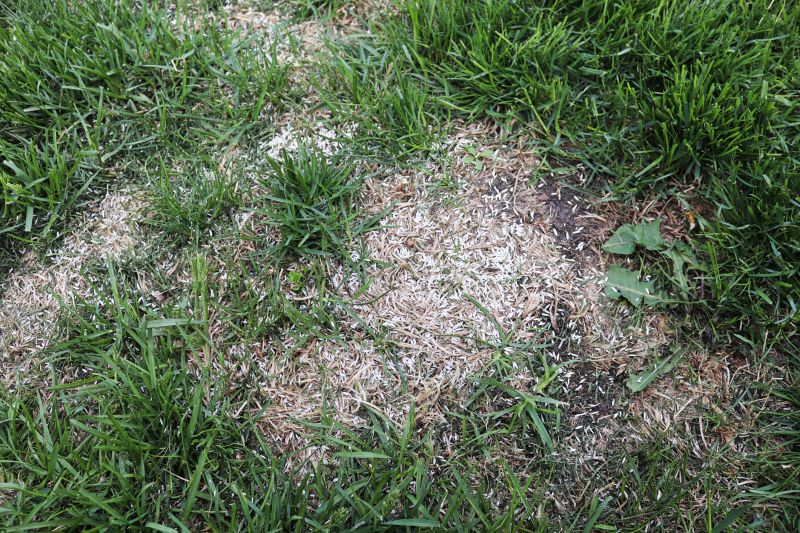 Lawn Erosion Repair