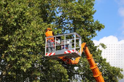 Tree Straightening Service