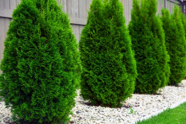 Arborvitae Planting in Annapolis