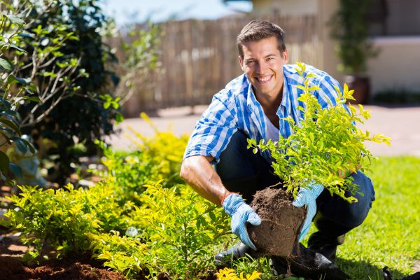 Bush Planting Service in Annapolis