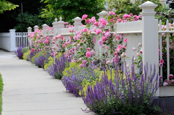 Garden Handyman Service in Annapolis
