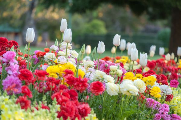 Gardening Service in Annapolis