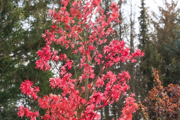 Japanese Maple Planting in Annapolis