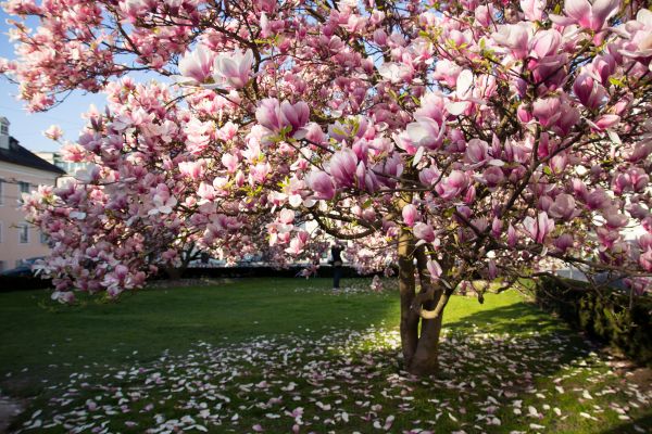 Magnolia Tree Planting in Annapolis