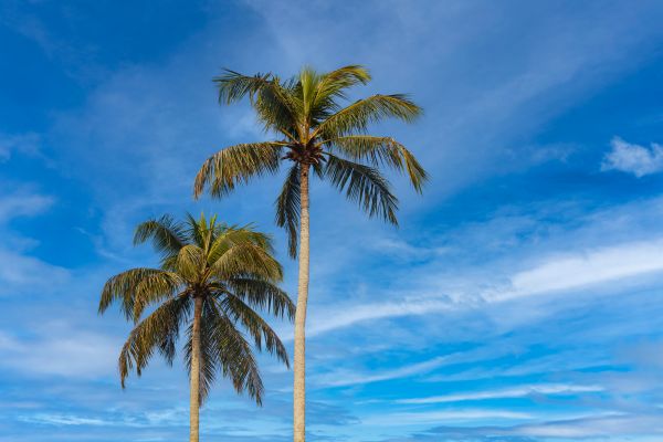 Palm Tree Planting in Annapolis