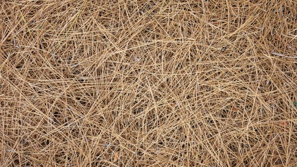 Pine Needles Delivery in Annapolis