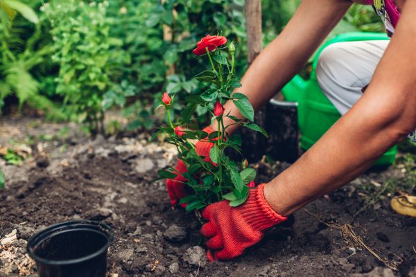 Planting Service in Annapolis