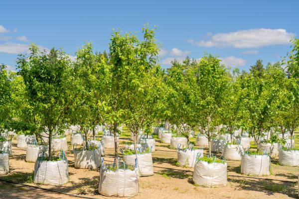 Tree Planting Service in Annapolis