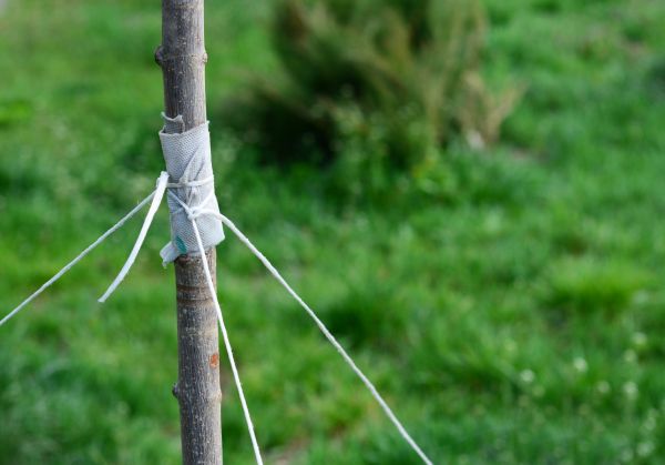 Tree Staking Service in Annapolis