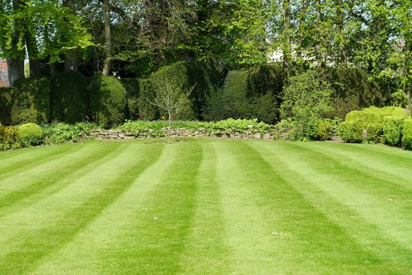 Lawn Renovation in Annapolis
