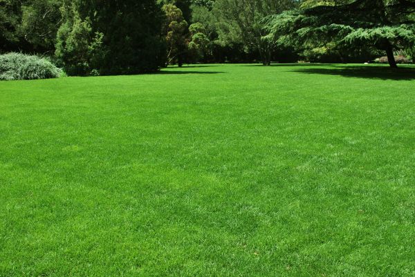 Lawn Landscaping in Annapolis