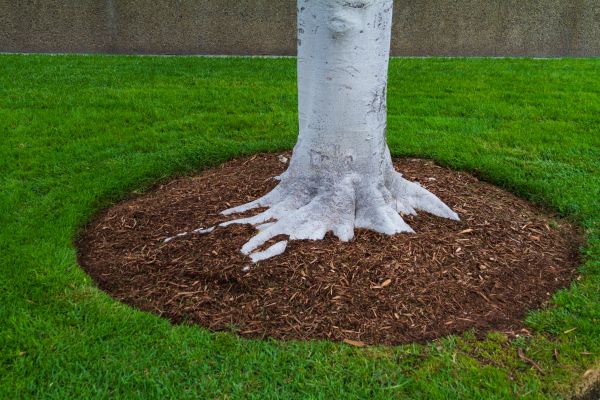 Brown Mulch Installation in Annapolis