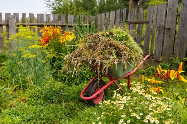 Garden Cleanup Service in Annapolis