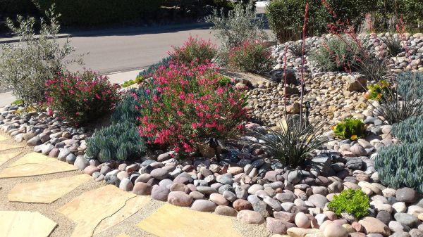 Xeriscape Landscaping in Annapolis