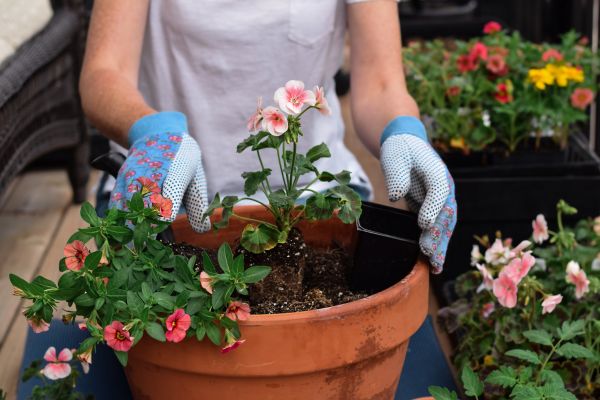 Plant Care Service in Annapolis