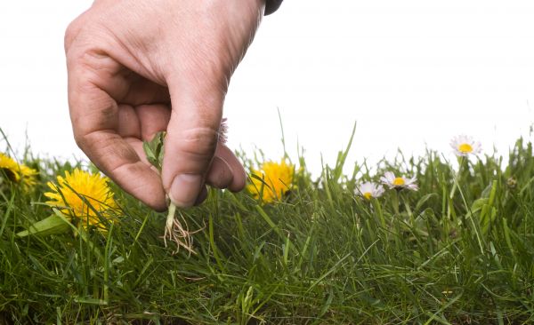 Lawn Weeding in Annapolis