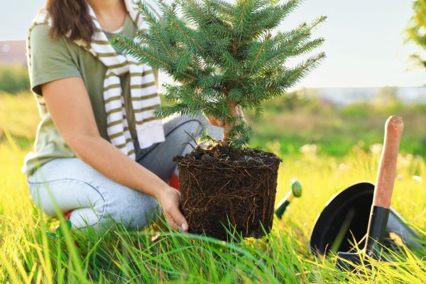 Spruce Tree Planting in Annapolis