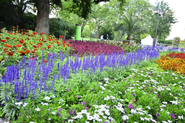 Perennials Planting in Annapolis