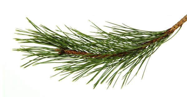 Pine Needles Installation in Annapolis