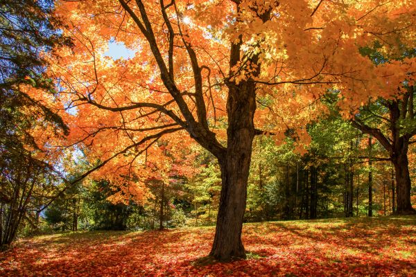 Maple Tree Planting in Annapolis