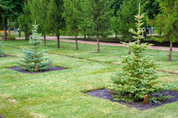 Privacy Trees Planting in Annapolis