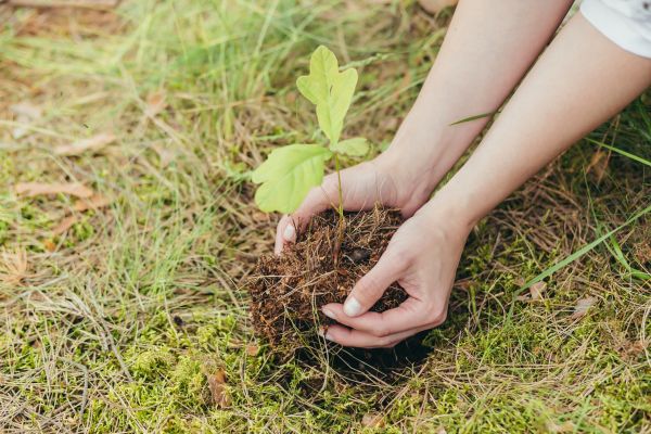 Oak Tree Planting in Annapolis