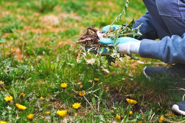 Flower Bed Clearing in Annapolis
