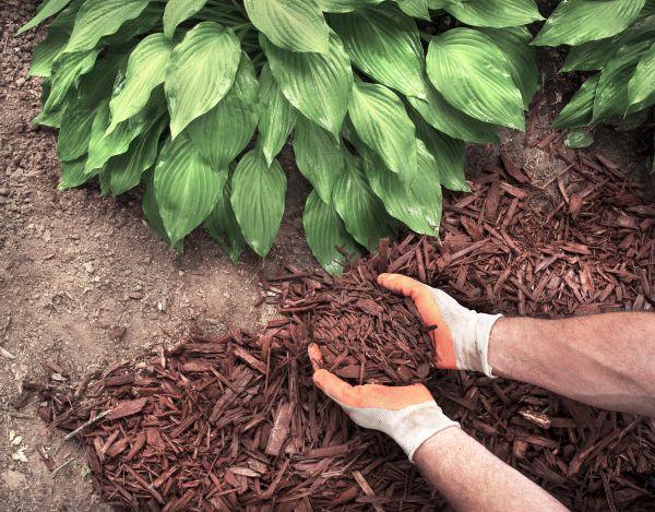 Bark Spreading in Annapolis