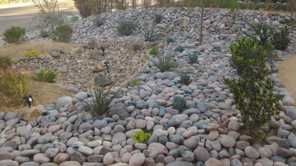 Yard Xeriscaping in Annapolis