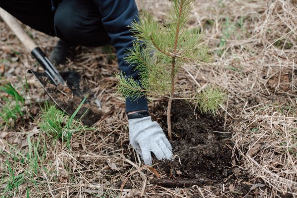 Pine Tree Planting in Annapolis