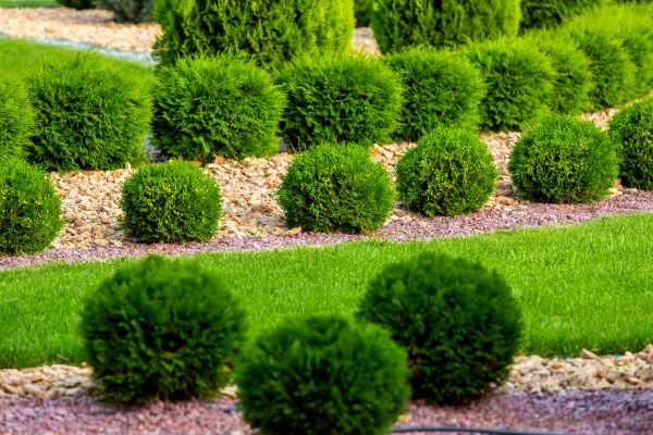 Bush Replacement in Annapolis