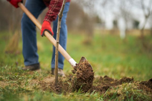 Trees Planting in Annapolis