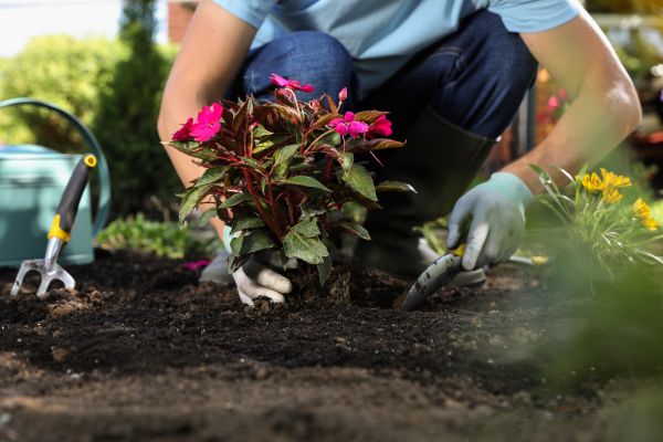 Plant Replacement in Annapolis