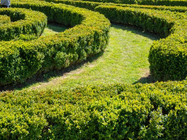 Bush Landscaping in Annapolis