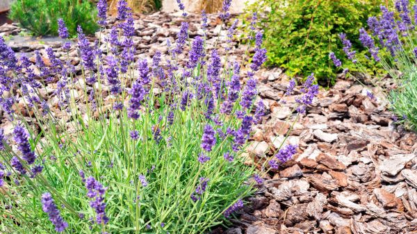 Pine Bark Landscaping in Annapolis
