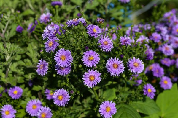 Perennial Flower Planting in Annapolis