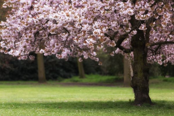 Cherry Tree Planting in Annapolis