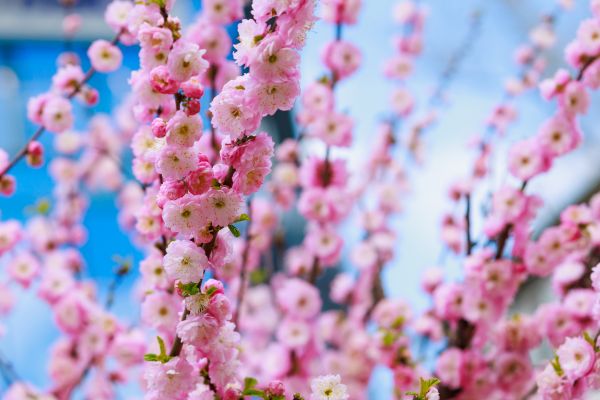 Japanese Cherry Tree Planting in Annapolis