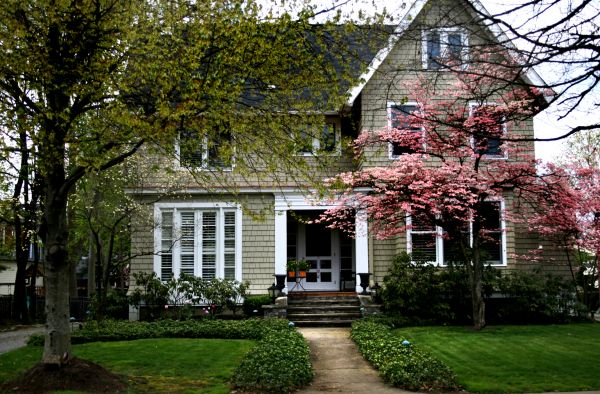 Ornamental Tree Planting in Annapolis