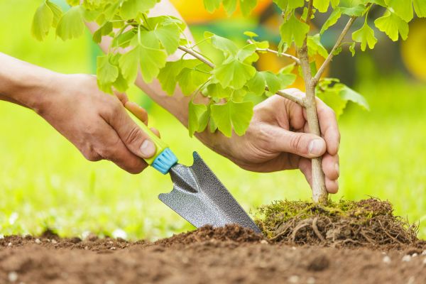 Fruit Tree Planting in Annapolis