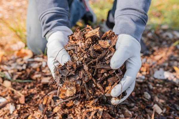 Shredded Mulch Installation in Annapolis