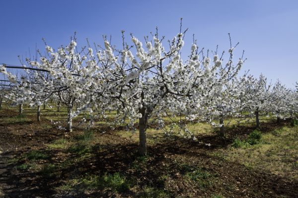 Orchard Planting in Annapolis
