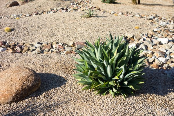 Xeriscaping Service in Annapolis