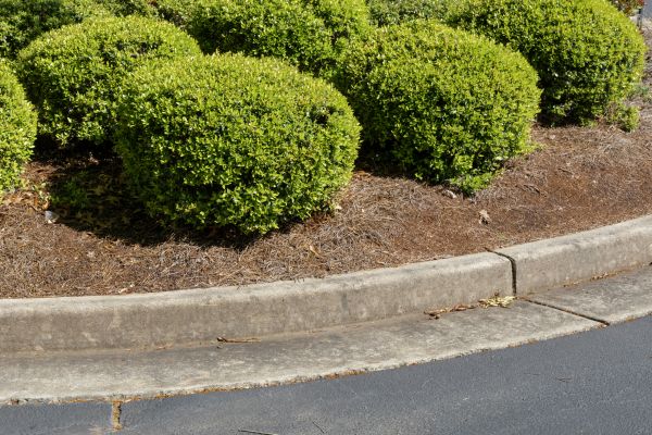 Pine Mulch Installation in Annapolis