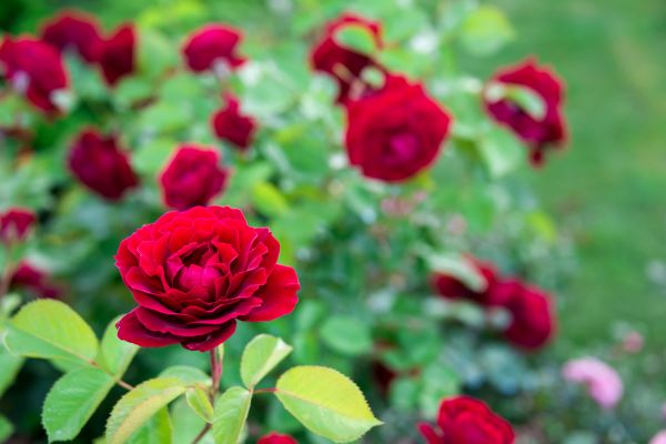Rose Planting in Annapolis