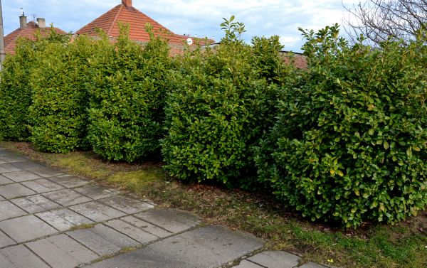 Privacy Shrub Installation in Annapolis