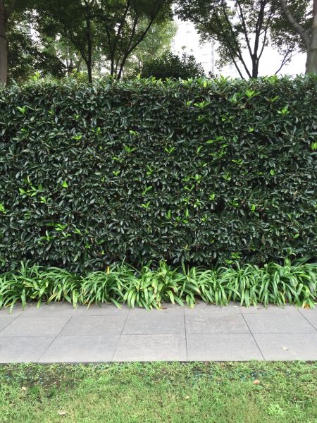 Privacy Shrub Planting in Annapolis