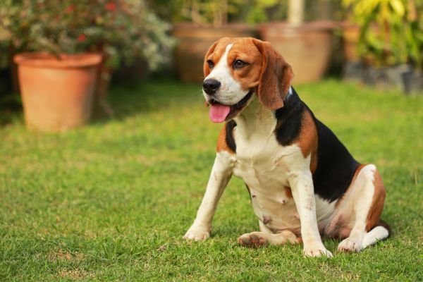 Dog Friendly Landscaping in Annapolis