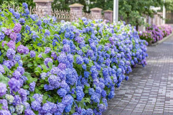 Hydrangea Landscaping in Annapolis