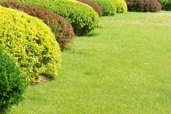 Shrubbery Planting in Annapolis